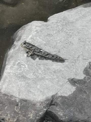 Periophthalmus modestus