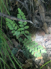 Astrolepis crassifolia