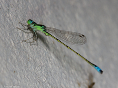 Ischnura capreolus