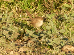 Prinia gracilis