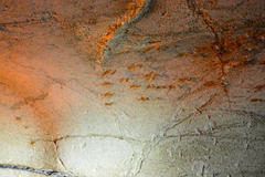 Hadenoecus subterraneus