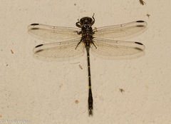 Progomphus complicatus