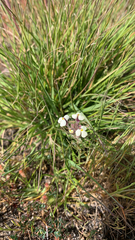 Triphysaria eriantha