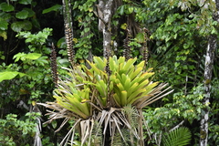 Vriesea macrostachya