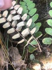 Astrolepis crassifolia