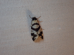 Lepidoscia characota