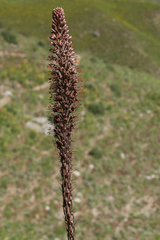 Eremurus regelii