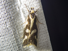 Epithymema incomposita