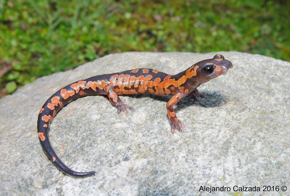 Franklin's Mushroomtongue Salamander