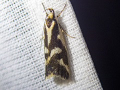 Epithymema incomposita