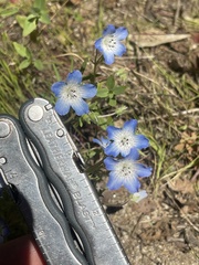 Nemophila menziesii menziesii