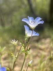 Nemophila menziesii menziesii