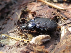 Sphaeroderus stenostomus lecontei
