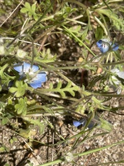 Nemophila menziesii menziesii