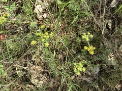 Saniculoideae