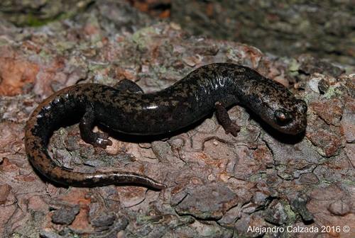Leprous False Brook Salamander