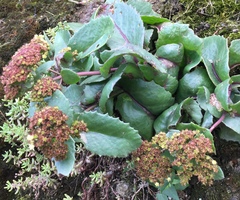 Hylotelephium telephium