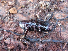 Pterostichus moestus
