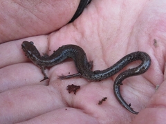 Plethodon hoffmani