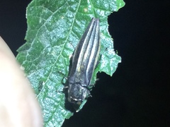 Agrilus macer