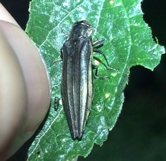 Agrilus macer