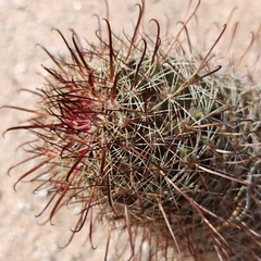 Mammillaria hutchisoniana