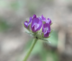 Astragalus wrightii