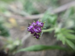 Astragalus wrightii
