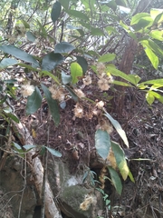 Decaneuropsis gratiosa