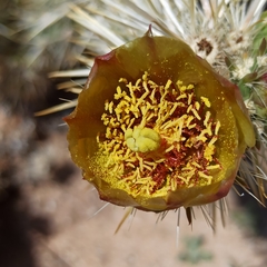 Cylindropuntia sanfelipensis