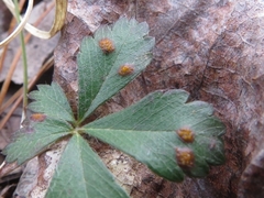 Phragmidiaceae