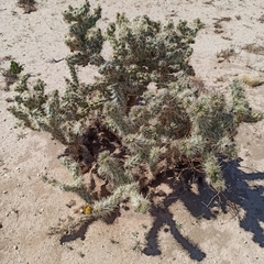Cylindropuntia sanfelipensis