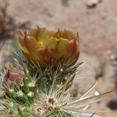 Cylindropuntia sanfelipensis