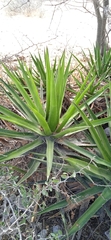 Agave angustiarum
