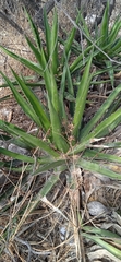 Agave angustiarum