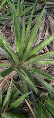 Agave angustiarum