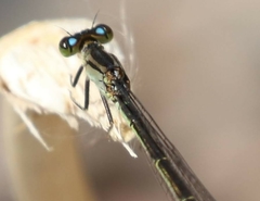 Ischnura denticollis