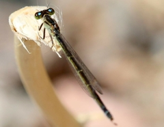 Ischnura denticollis