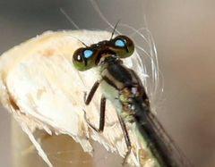 Ischnura denticollis