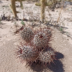 Mammillaria hutchisoniana