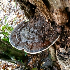Ganoderma steyaertianum