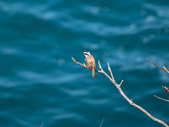 Pitangus sulphuratus