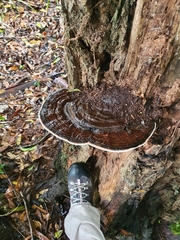 Ganoderma steyaertianum