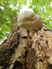 Ganoderma steyaertianum