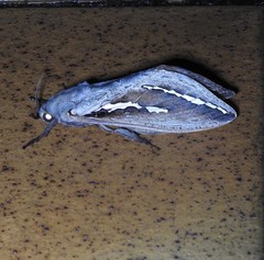 Abantiades labyrinthicus