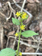 Triumfetta pentandra pentandra
