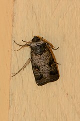 Proteuxoa restituta