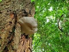 Ganoderma steyaertianum