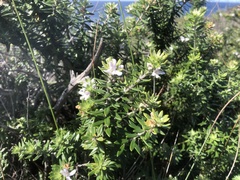 Westringia fruticosa