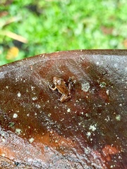Pristimantis achatinus